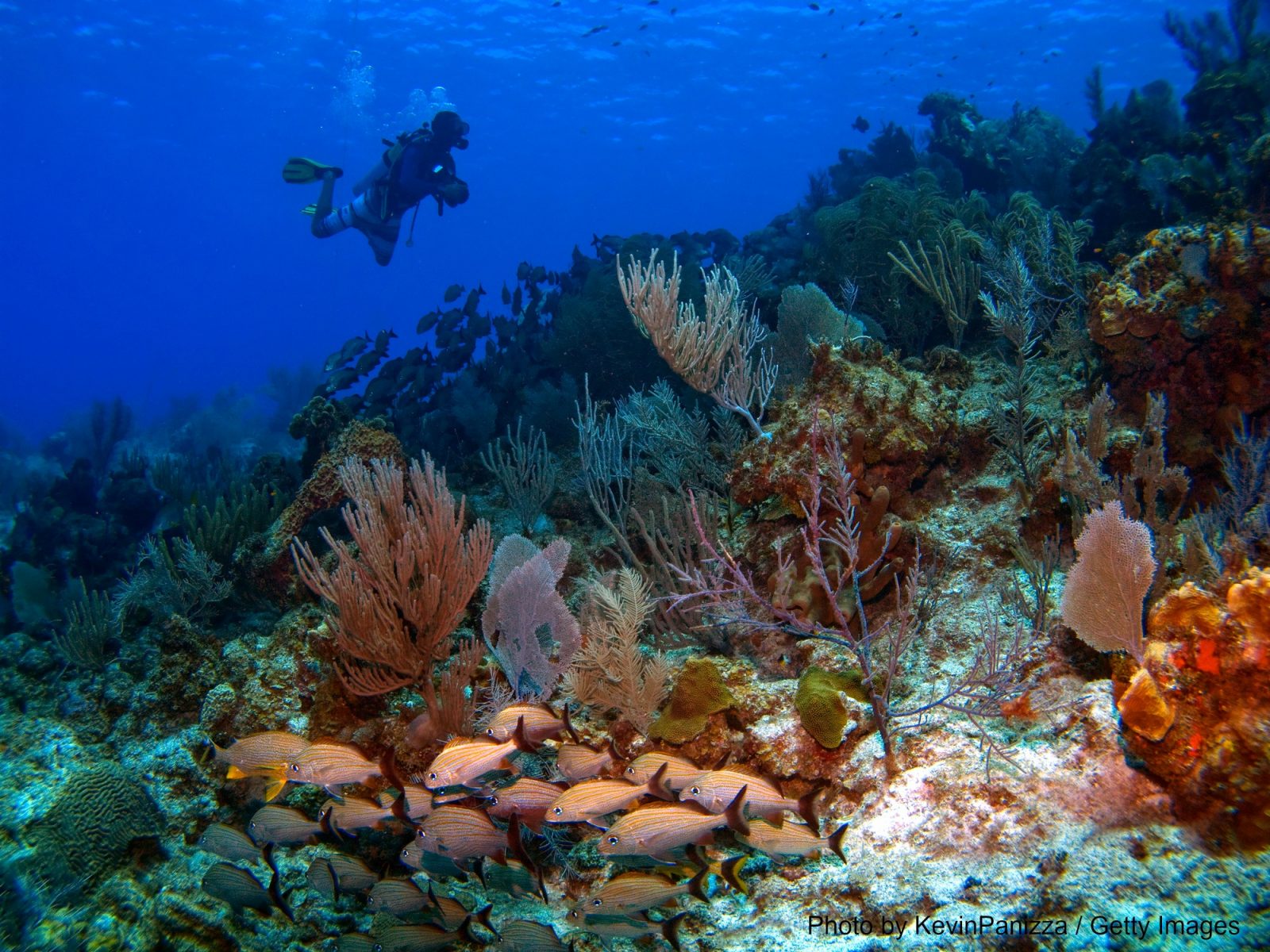 Why You Need to Go Snorkeling at Vista Park Reef