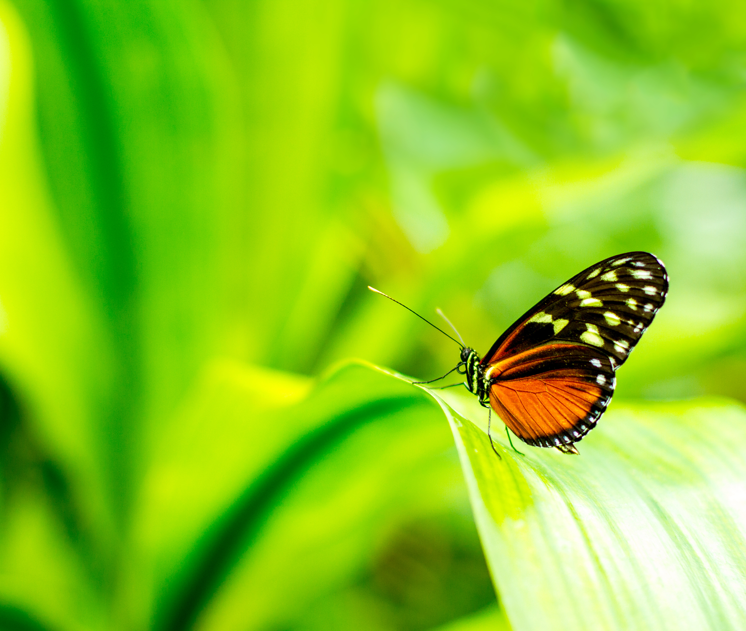 Butterfly World in Fort Lauderdale