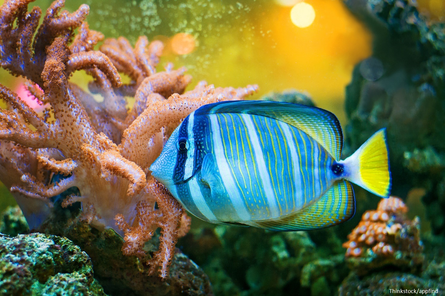 Which Are the Best Fort Lauderdale Aquariums to Visit?