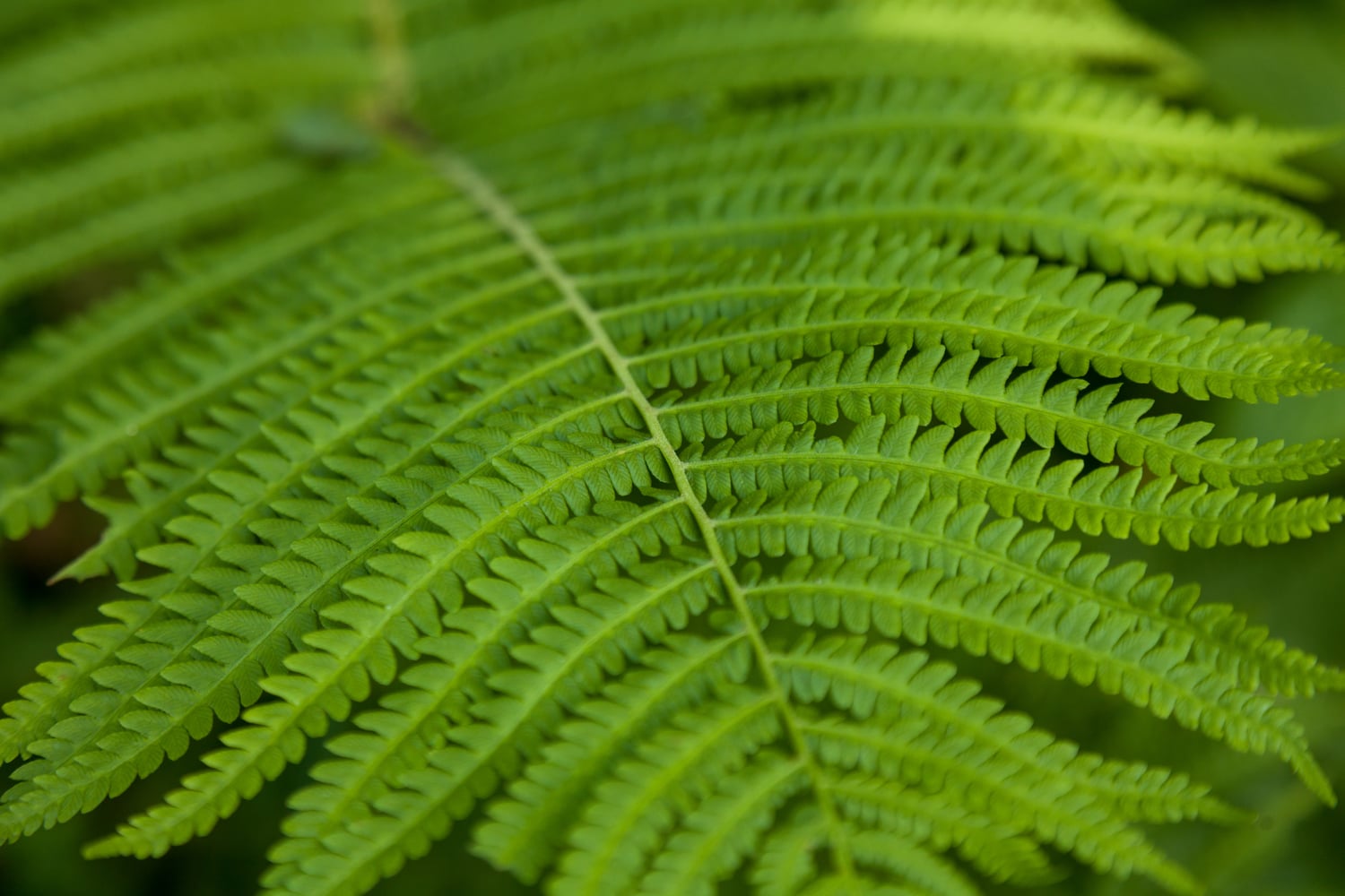 What Is There to Do at the Fern Forest Nature Center?