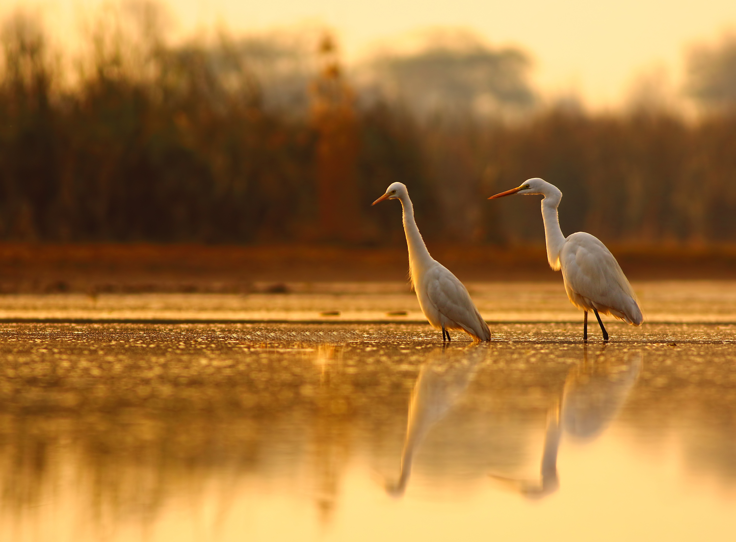 Immerse Yourself in the Florida Everglades Wildlife Management Area