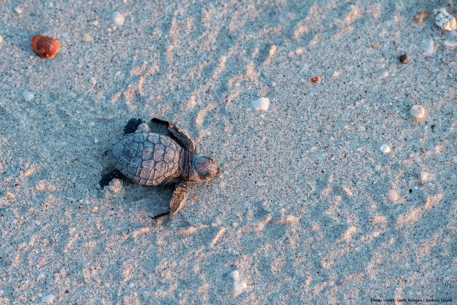 newborn baby green golfina turtle approaching sea