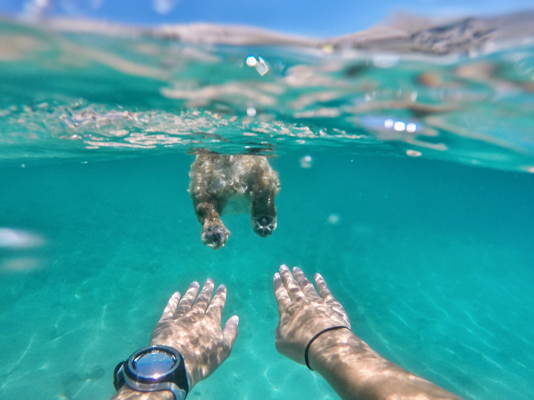 Swimming with Dog in Ocean