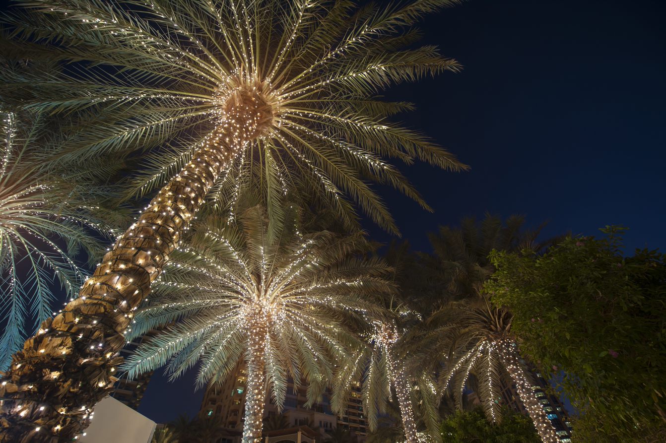 christmas in fort lauderdale, lights on palm trees